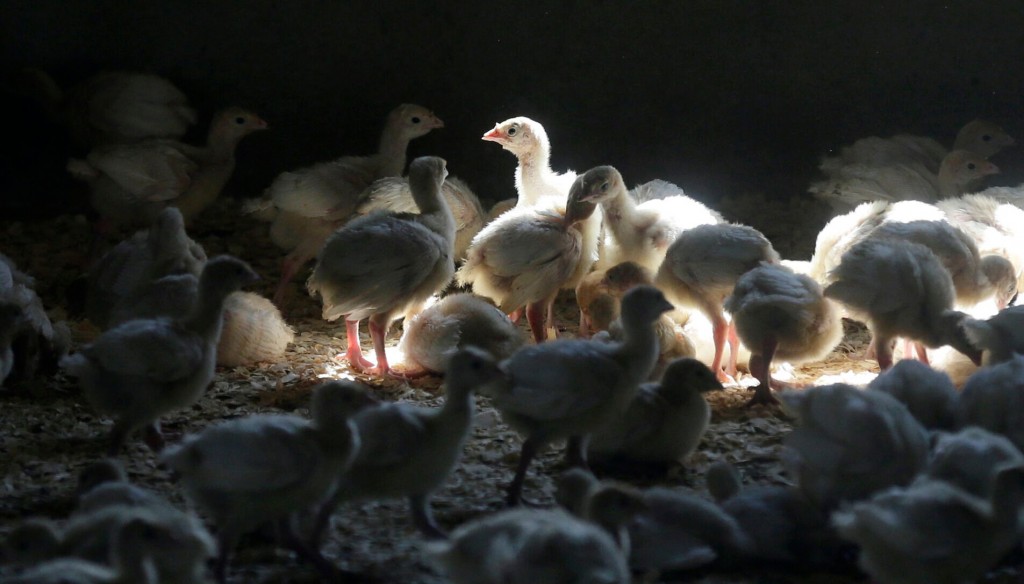 Bird Flu Found At 3rd Indiana Turkey Farm