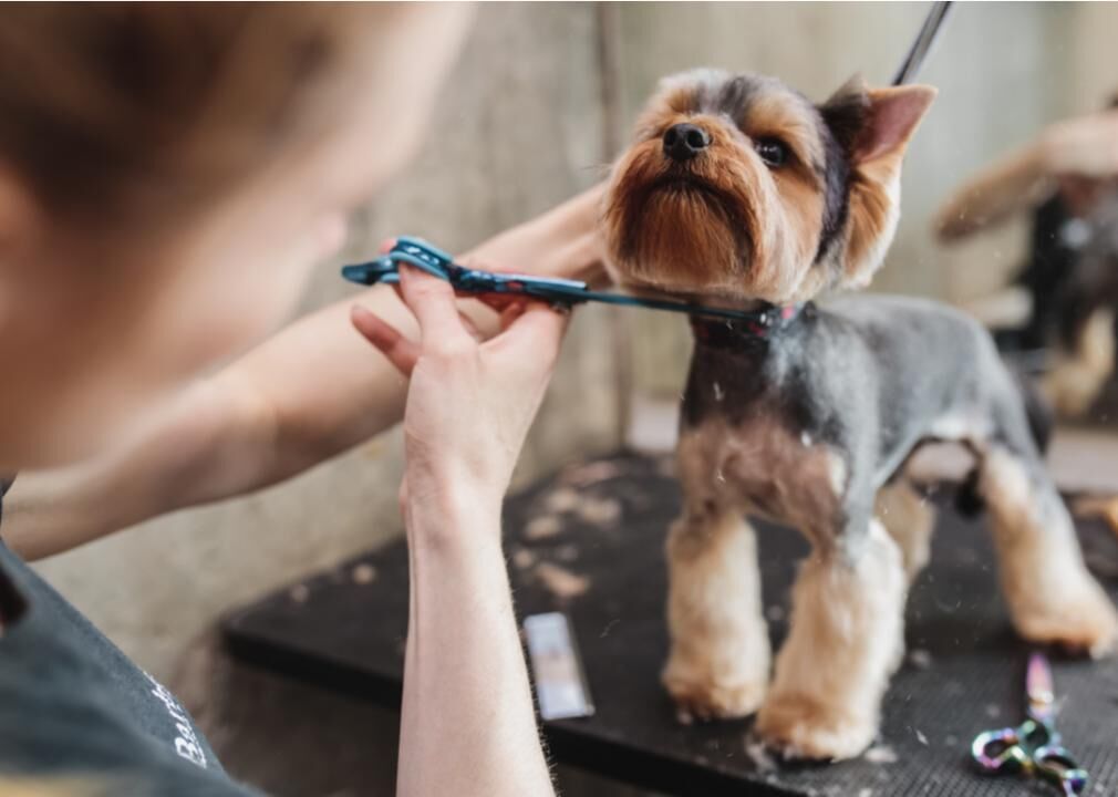 10 Health Benefits Of Grooming Your Dog
