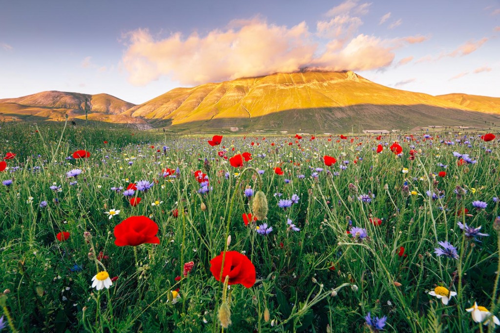 Flower Destinations 1