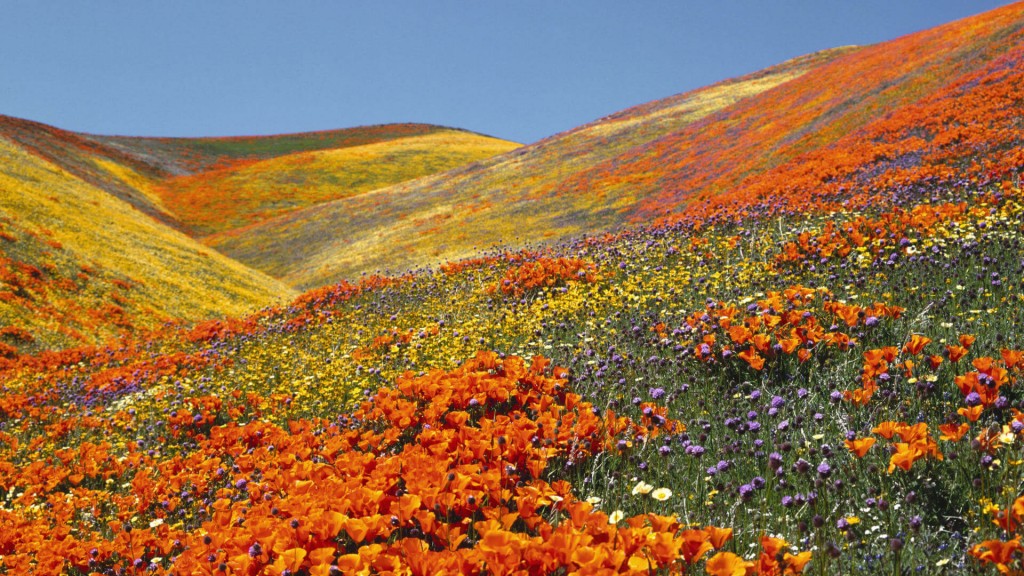 Flower Destinations 2