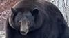 Big Bear Hank The Tank Breaks Into Dozens Of Lake Tahoe Homes, Eludes Capture