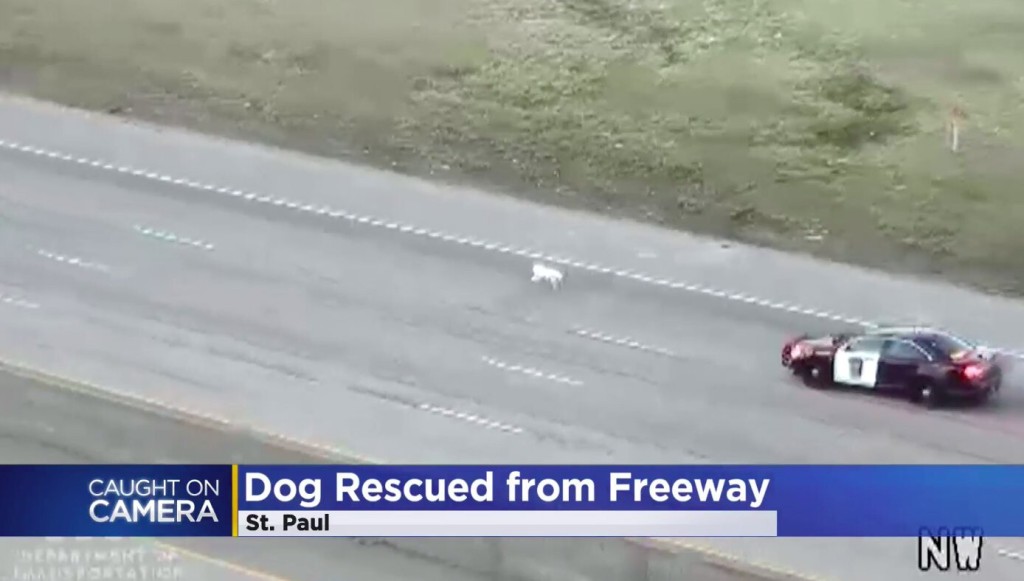Troopers, Driver Help Rescue Dog From Busy Roadway