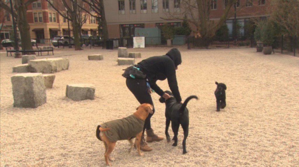 Return To Work Fuels High Demand For Dog Walkers