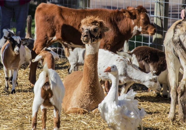 Farm Animals 14