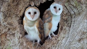 Owls 1