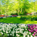 Spring Garden 2