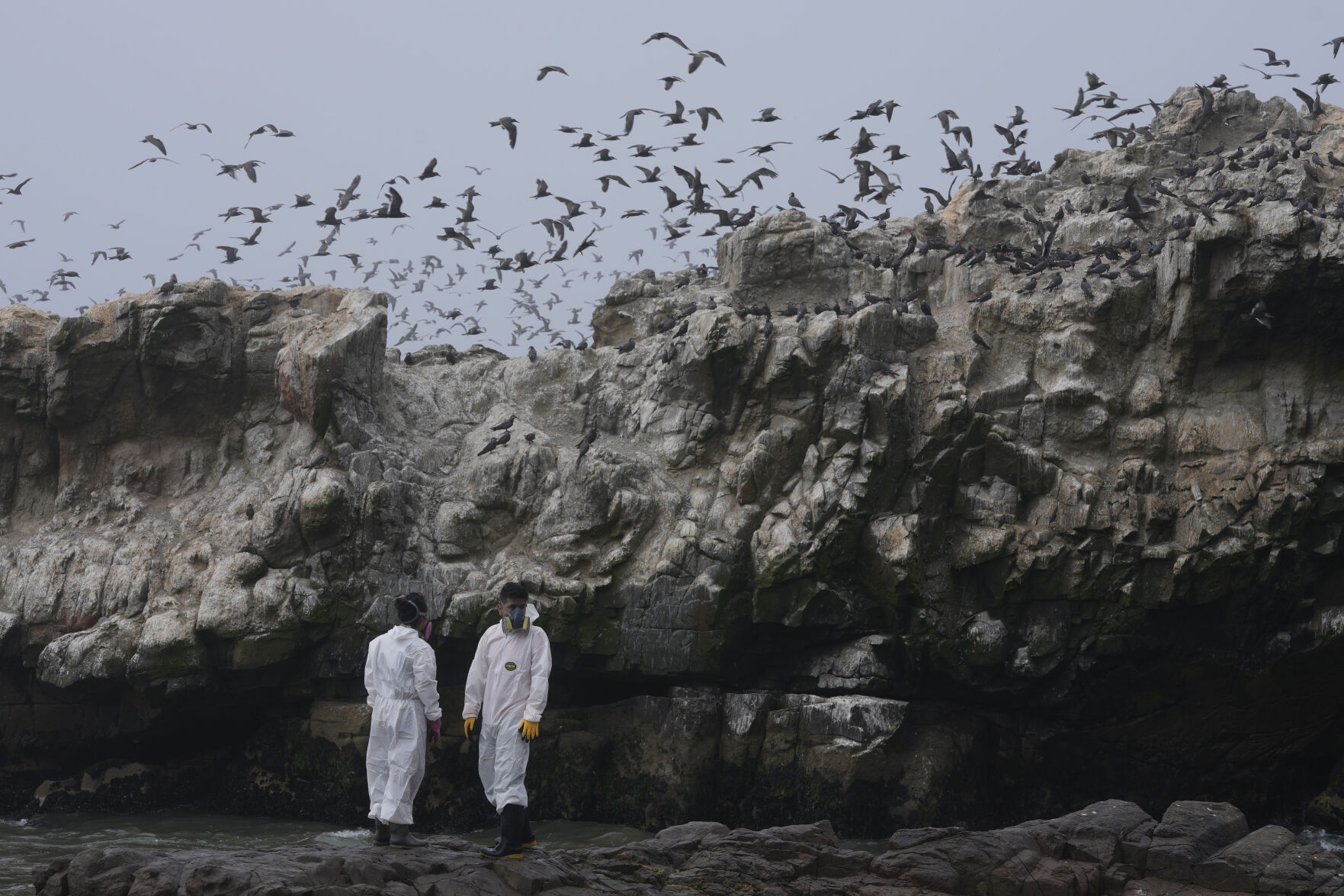 <p>FILE - Workers clean oil from Cavero Beach in the Ventanilla district of Callao, Peru, Friday, Jan. 21, 2022. </p>