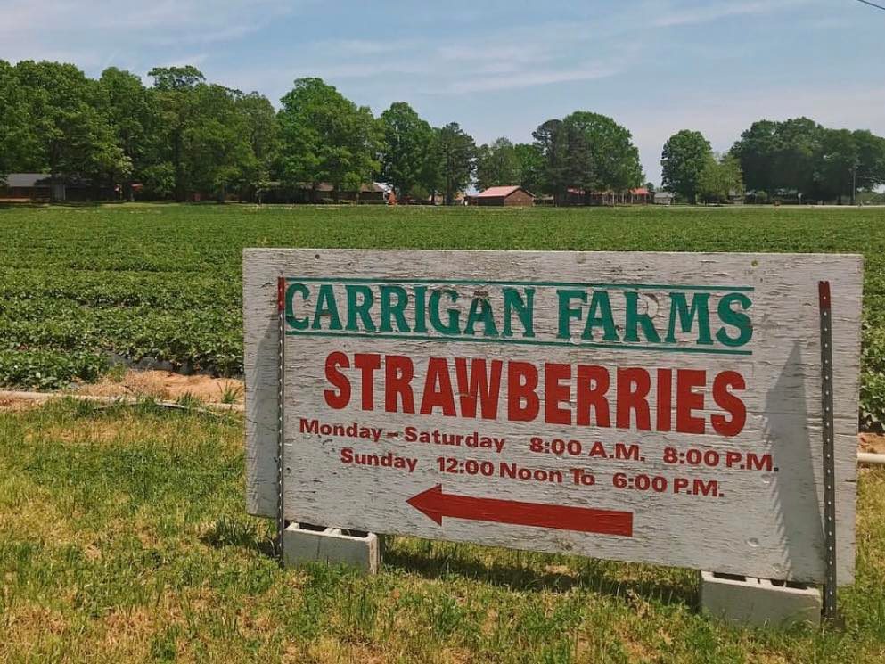 Strawberry Picking Starts At Carrigan Farms On April 23