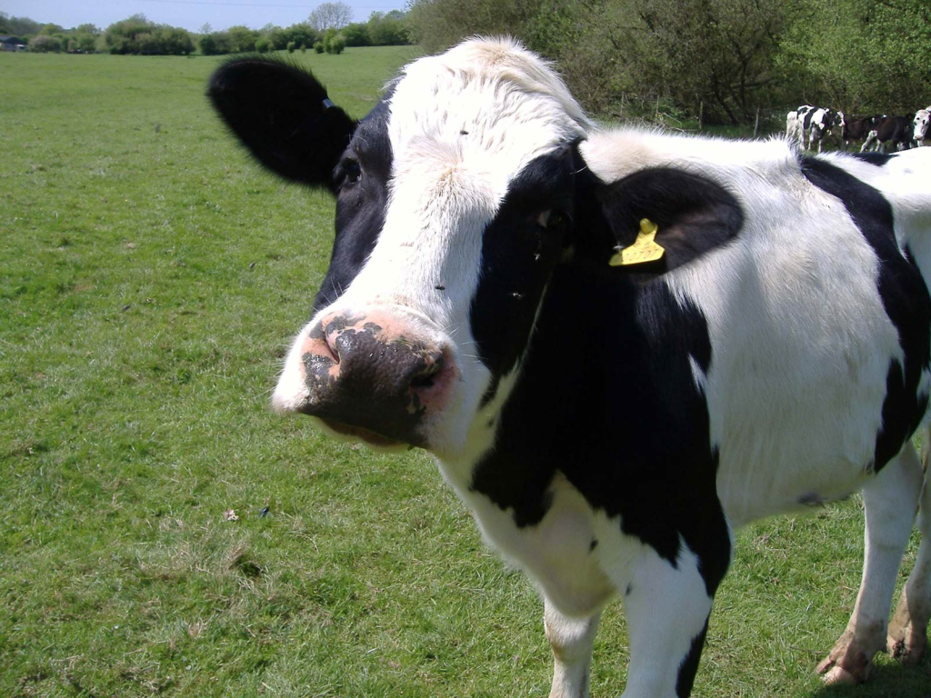 Farm Animals 10