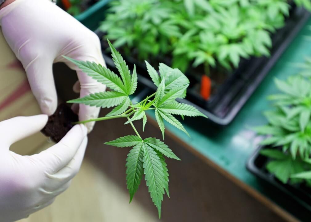 Marijuana: 4 Essential Reads On The Uses, Effects And Potential Of Cannabis