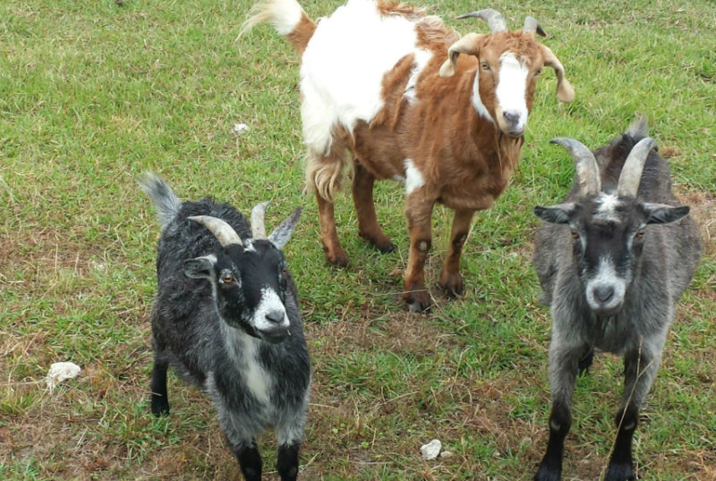 Farm Animals 8