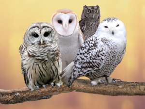 Owls 1