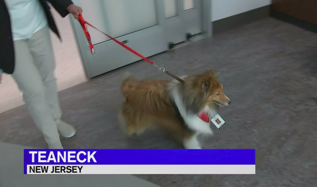 Therapy Dog Returns To Hospital After 2 Year Covid 19 Pandemic Hiatus