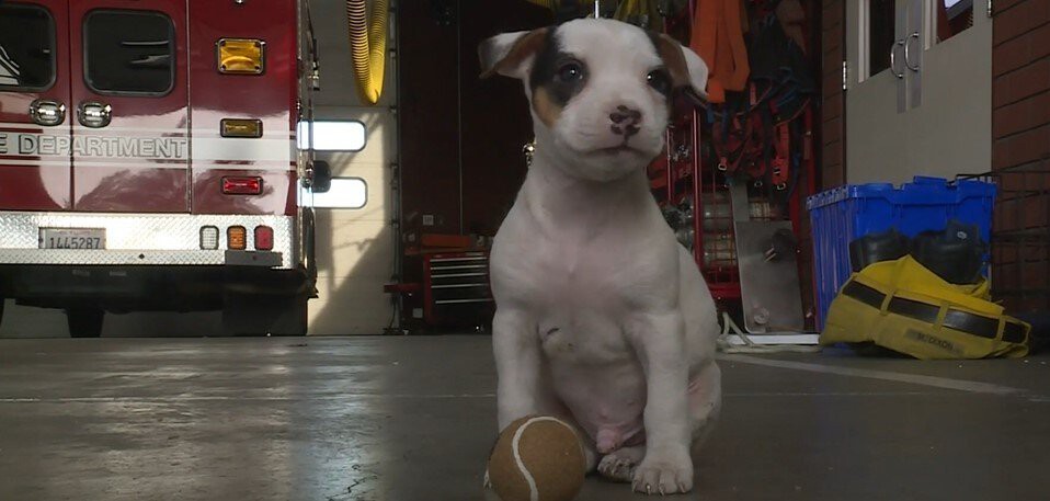 Firefighter Fosters Puppy Rescued From Fire