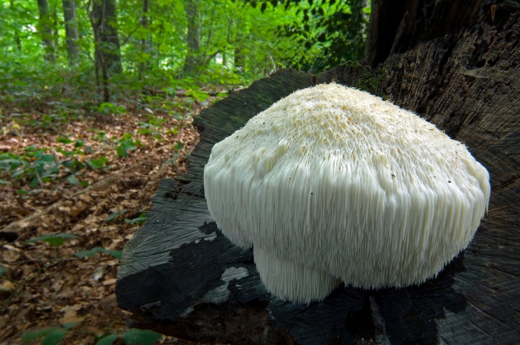 How Psilocybin, The Psychedelic In Mushrooms, May Rewire The Brain To Ease Depression, Anxiety And More