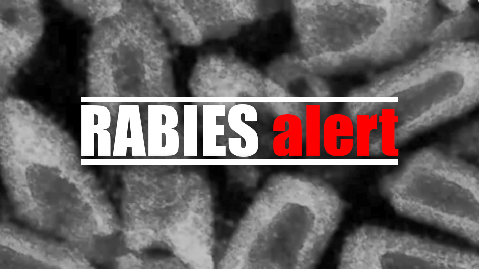 Raccoon Tests Positive For Rabies In East Charlotte