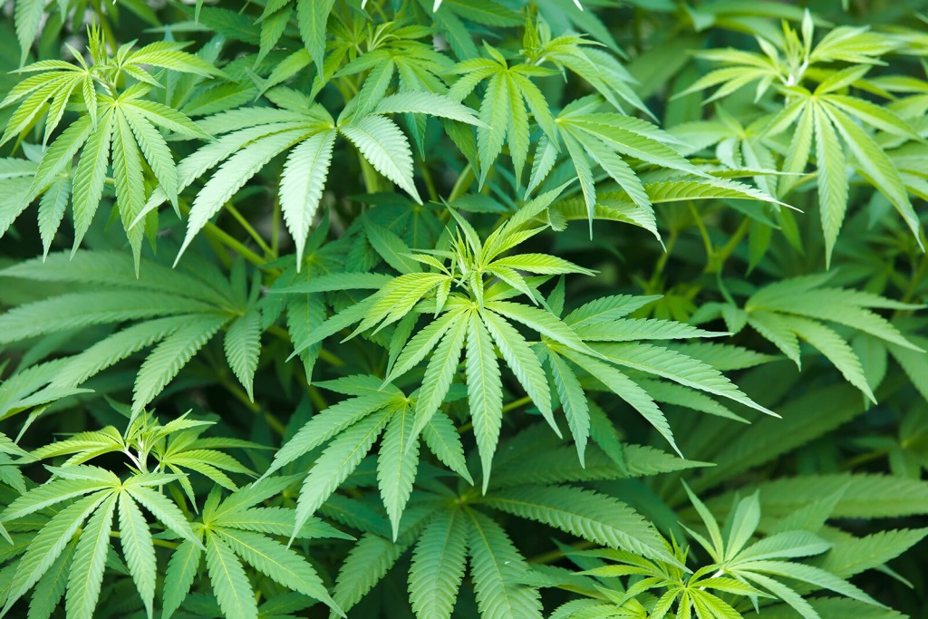 Prescription Cannabis Products With More Thc May Ease Chronic Pain, At Least A Little, Study Finds
