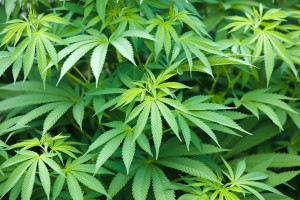 Prescription Cannabis Products With More Thc May Ease Chronic Pain, At Least A Little, Study Finds