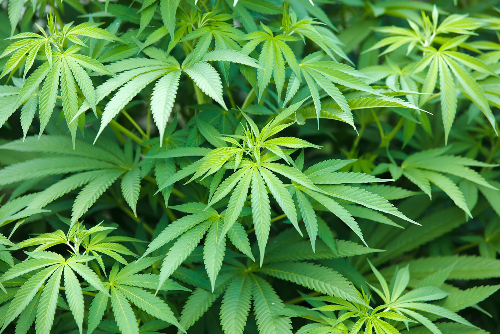 Prescription Cannabis Products With More Thc May Ease Chronic Pain, At Least A Little, Study Finds