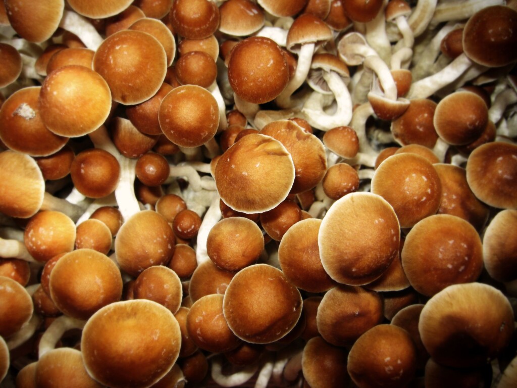 How Psilocybin, The Psychedelic In Mushrooms, May Rewire The Brain To Ease Depression, Anxiety And More
