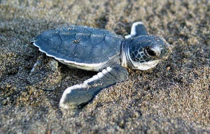 Baby Seal Turtle