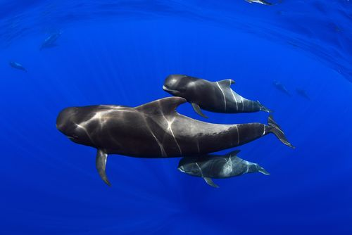 Baby Whales