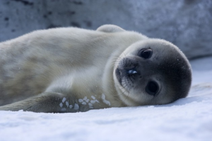 Baby Seal