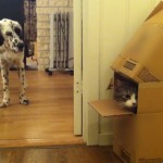 9pm: World’s Funniest Animals