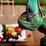 9pm: World’s Funniest Animals