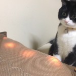 9pm: World’s Funniest Animals