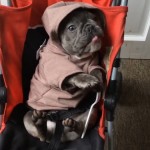 9pm: World’s Funniest Animals