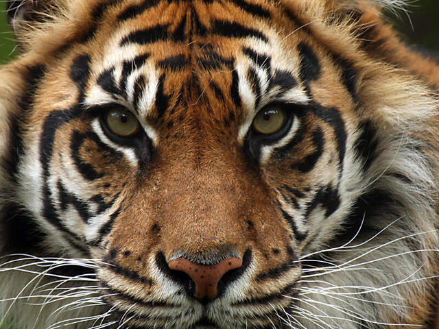 Alt Text - Tiger5