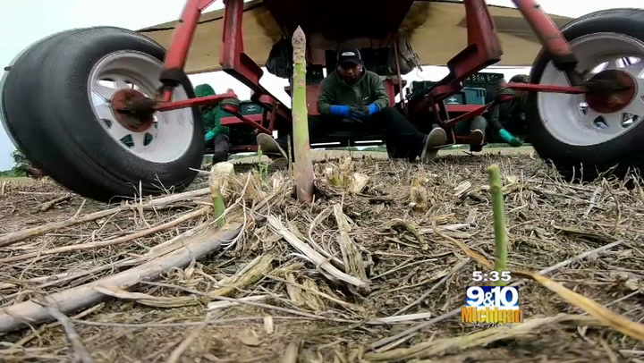 Asparagus Growers Harmed By Us Trade Agreements