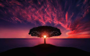 Nature1