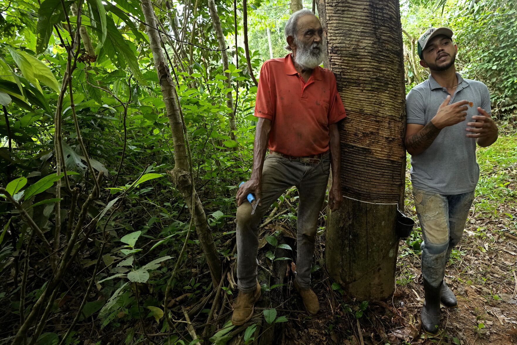 <p>Rubber-tapper Raimundo Mendes de Barros and his son Rogerio Mendes talk Dec. 7 while standing next to a tapped rubber tree in the Chico Mendes Extractive Reserve in Xapuri, Acre state, Brazil.</p>