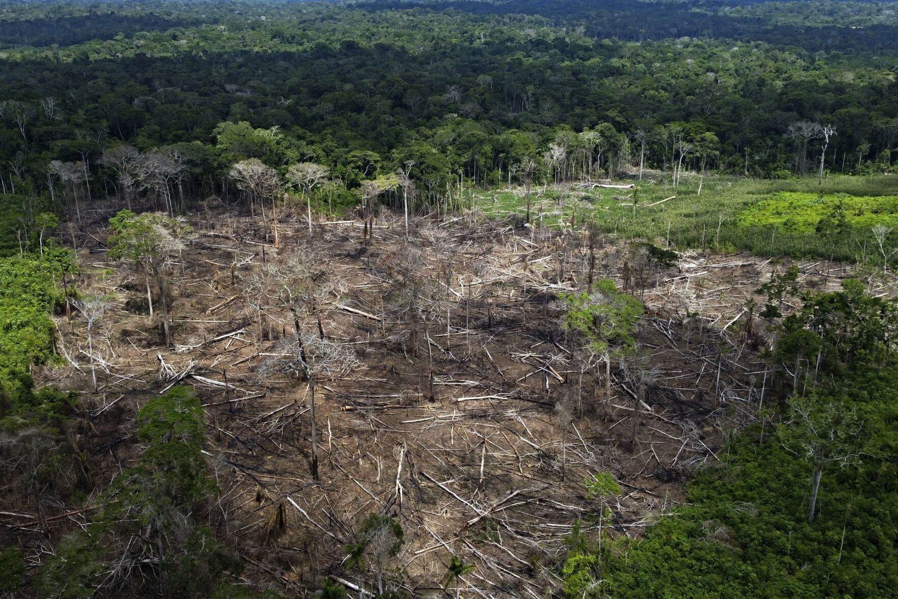 <p>Trees lie Dec. 8 in an area of recent deforestation identified by agents of the Chico Mendes Institute in the Chico Mendes Extractive Reserve, Acre state, Brazil.</p>