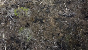 Brazil’s New President Works To Reverse Amazon Deforestation