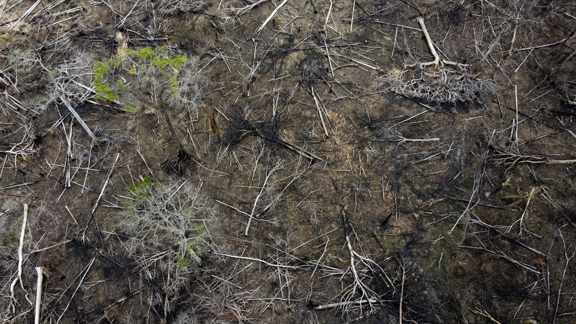 <p>Trees lie in an area of recent deforestation identified by agents of the Chico Mendes Institute on Dec. 8, 2022, in the Chico Mendes Extractive Reserve, Acre state, Brazil.</p>
