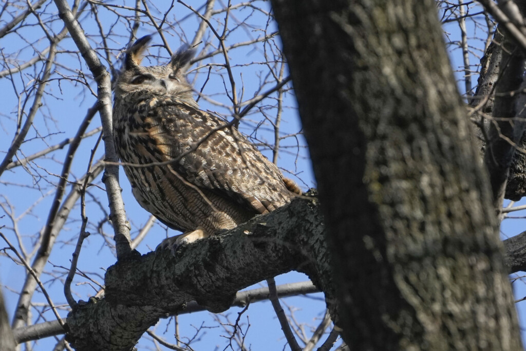 Ap: Flaco The Escaped Zoo Owl Can Remain In The Wilds Of Nyc