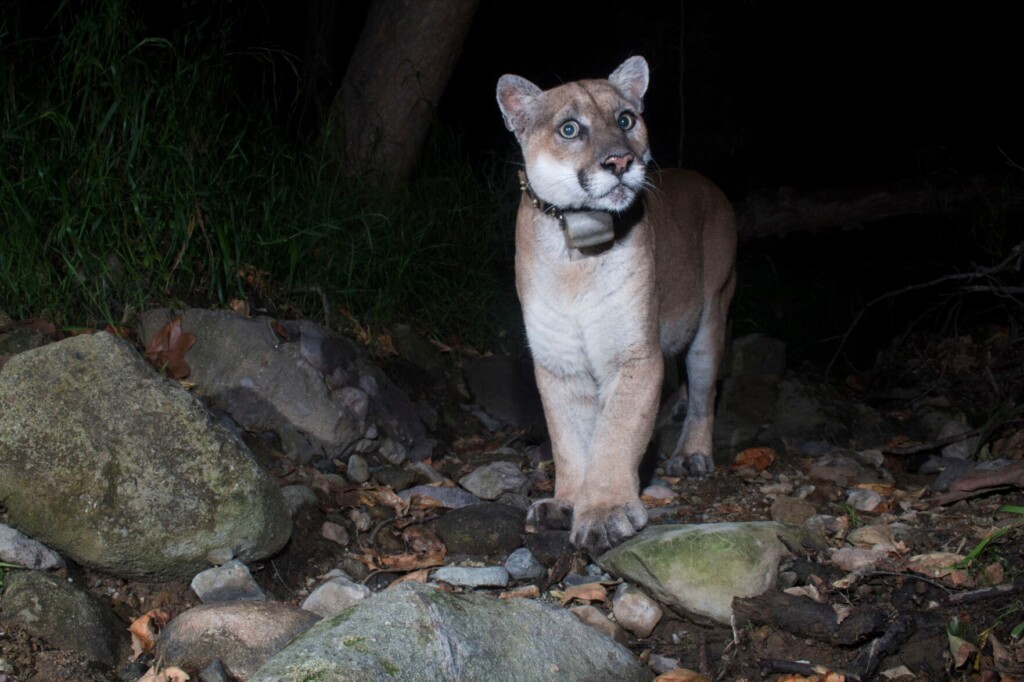 Tribes, Researchers Debate Final Fate Of P 22, Famed La Puma