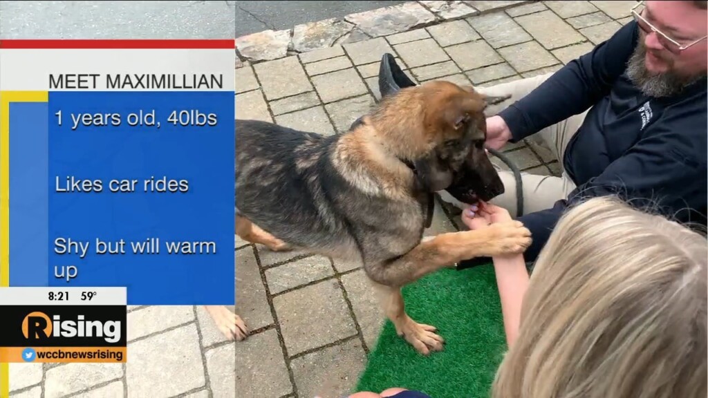 Pet Of The Week: Meet Maximillian