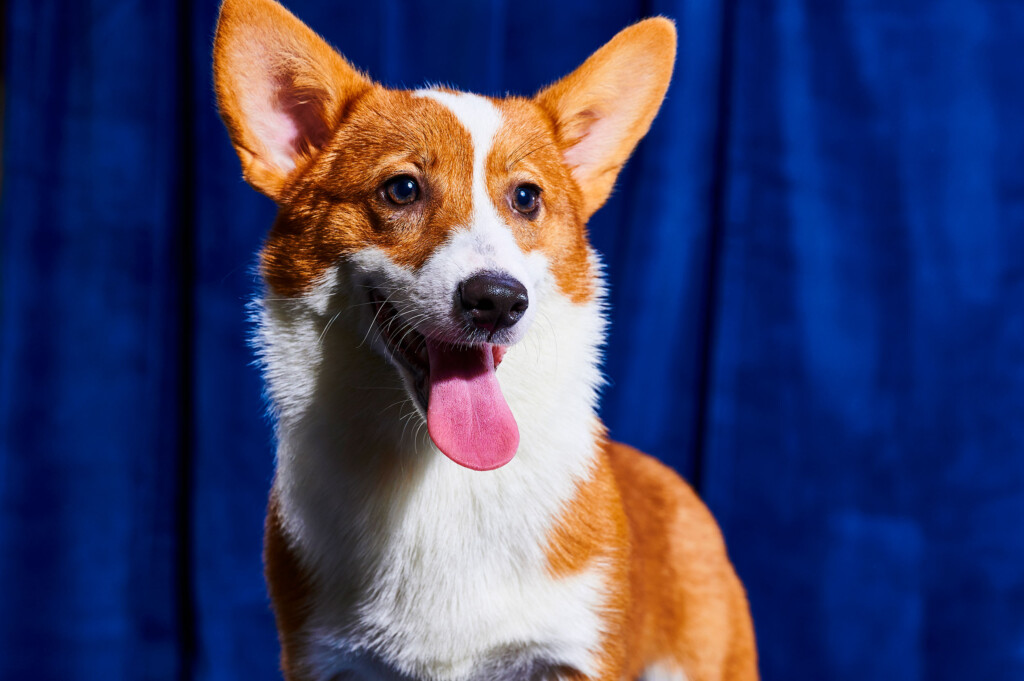 Team Fluff Wins 2023 Puppy Bowl
