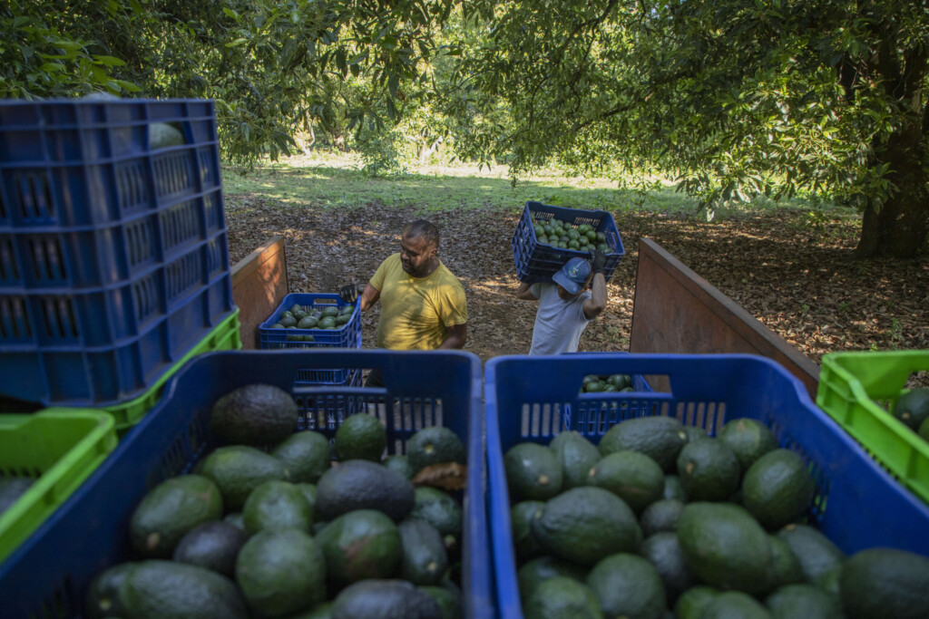 Route To Super Bowl Dangerous For Mexico’s Avocado Haulers