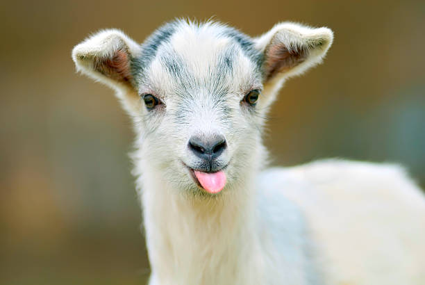 Baby Goat