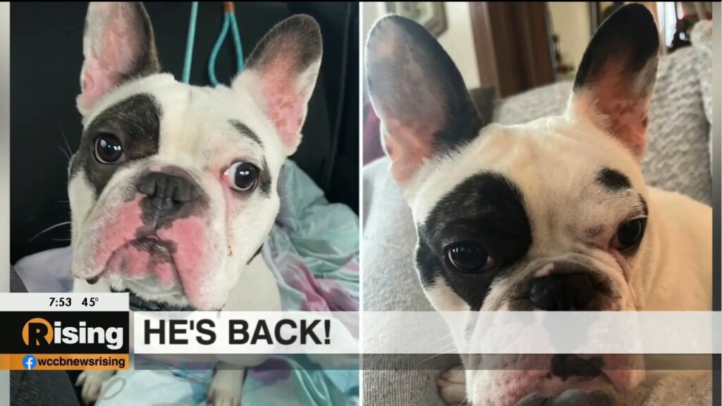 “demon Dog” Gets Returned To Animal Shelter
