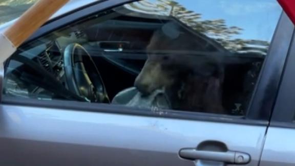 Watch: Bear Gets Trapped In Car In South Lake Tahoe