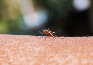 Case Of Locally Acquired Malaria Reported In Maryland