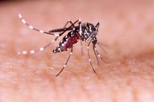 What To Know About Dengue As Cases Are Reported In Florida
