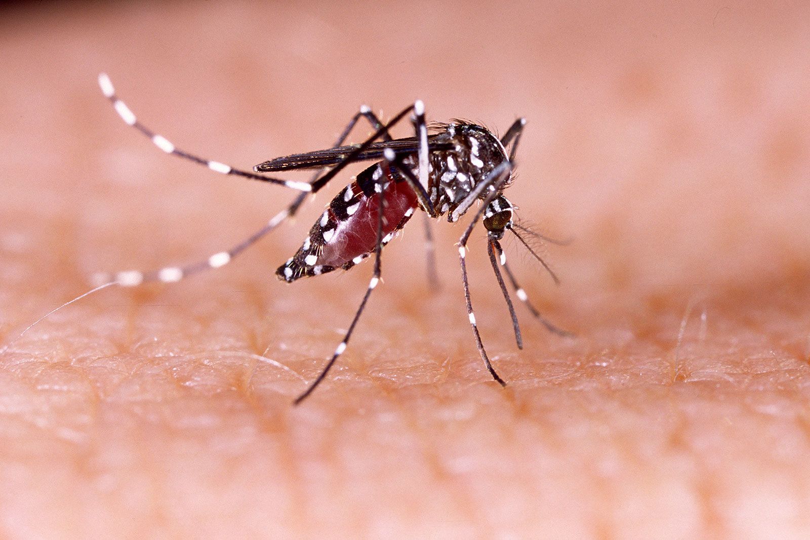 What To Know About Dengue As Cases Are Reported In Florida