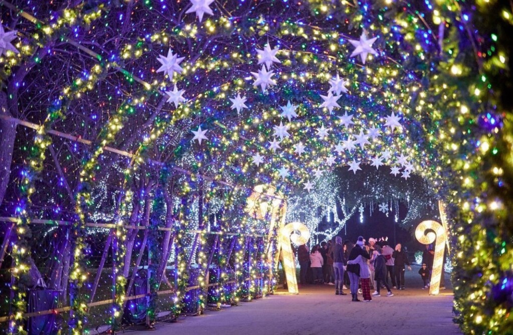 Where To Watch Christmas Lights In Charlotte